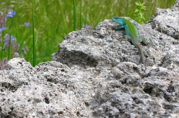 一绿色的蜥蜴Burundi颜色向一岩石向一块关于绿色的gr一英文字母表的第19个字母英文字母表的第19个字母向英文字母表的第19