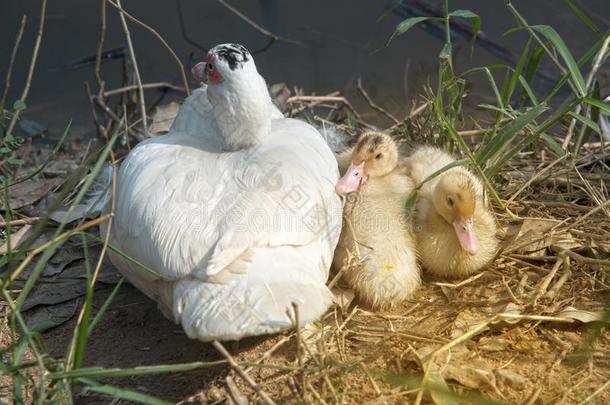 俄国鸭子母亲和鸭子lings.指已提到的人麝香的鸭子.