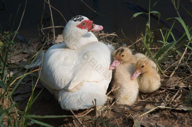 俄国鸭子母亲和鸭子lings.指已提到的人麝香的鸭子.