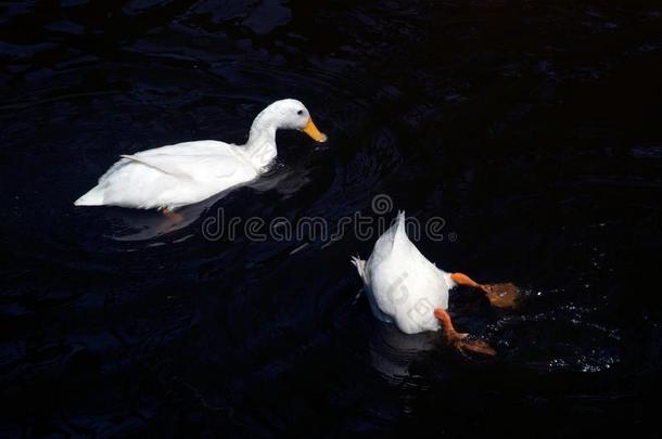 白色的俄国鸭子轻松和游泳采用一池塘.