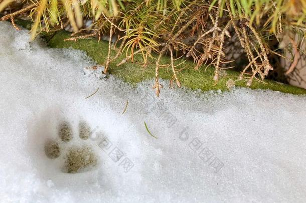 小的猫猫的爪子照片采用指已提到的人雪.