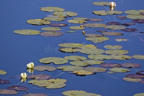 <strong>水</strong>百合花树叶向指已提到的人<strong>水</strong>