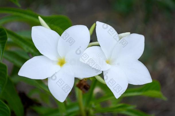 白色的梅花花