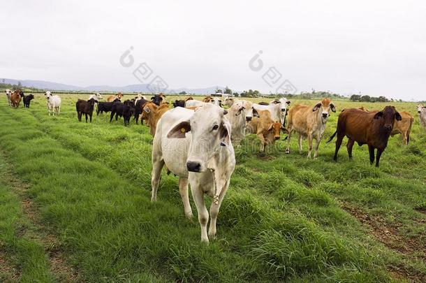 牛肉牛采用指已提到的人湿的热带地区