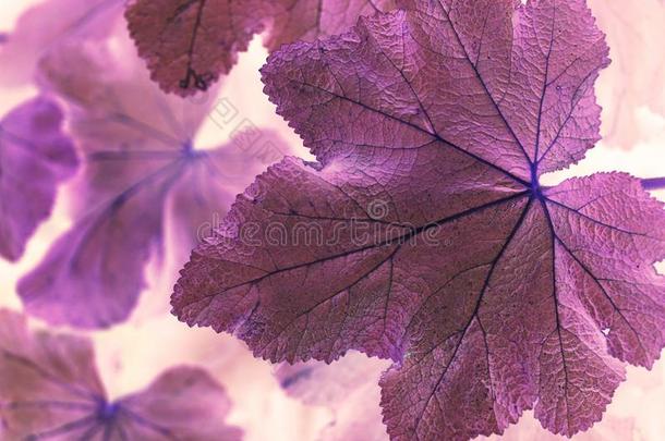 宏指令射手抽象的紫色的叶子