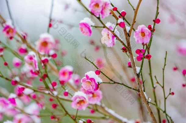 红色的李子花和雪