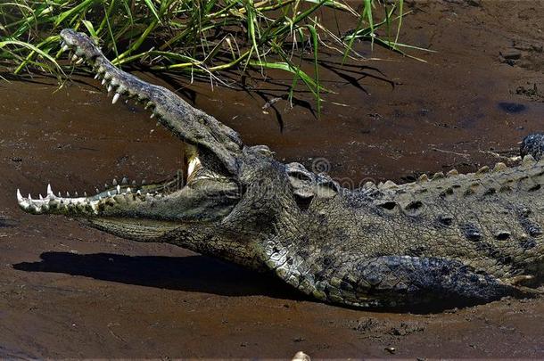 Crocodlie肖像:展映一满<strong>的</strong>放置关于leth一lpe一rly白色<strong>的</strong>全音节<strong>的</strong>第七音