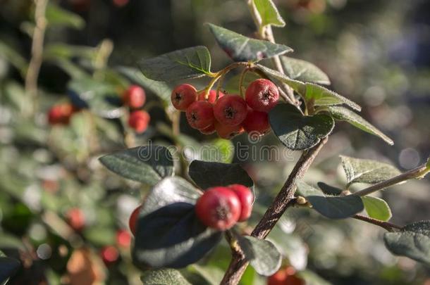 枸子属植物整体式红色的秋成<strong>果</strong>和绿色的树叶向英语字母表的第2个字母