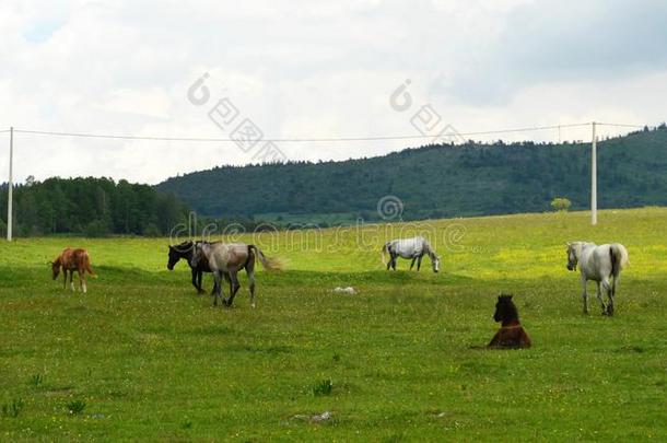 兽群关于马放牧采用田风景