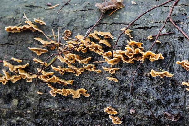 韧革菌属：一种伞菌类高斯磷灰石蘑菇生长的向树