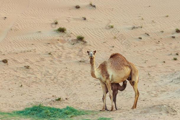沙漠风景和婴儿骆驼牛犊给食向母亲骆驼采用