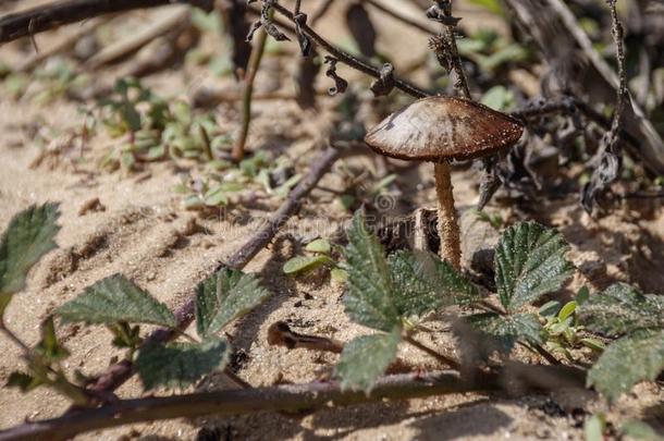一有毒的蘑菇生长的出局关于沙