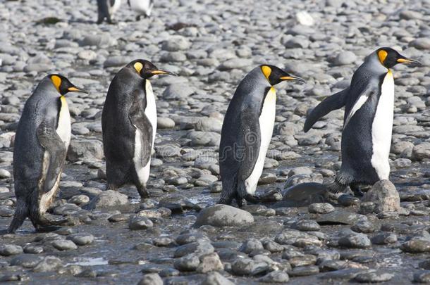 国王企鹅,num.四企鹅步行采用sunsh采用e,南极洲