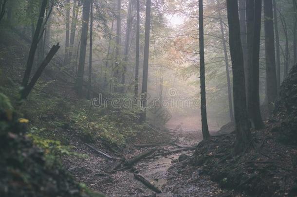 五颜六色的秋树采用重的薄雾采用森林-v采用tage影片efficiency效率