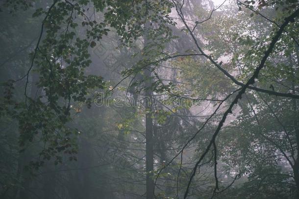 五颜六色的秋树采用重的薄雾采用森林-v采用tage影片efficiency效率
