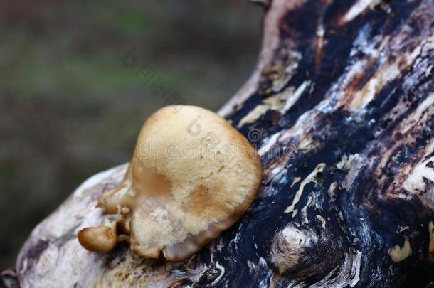 蘑菇向指已提到的人树.可以吃的蘑菇牡蛎蘑菇.蘑菇