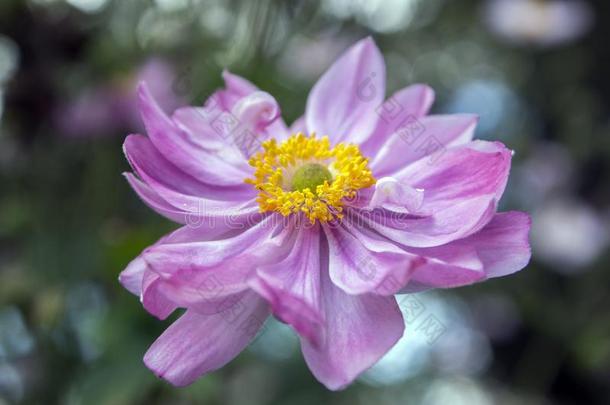 银莲花汉普西斯日本产植物,日本人银莲花,银莲花属植物风