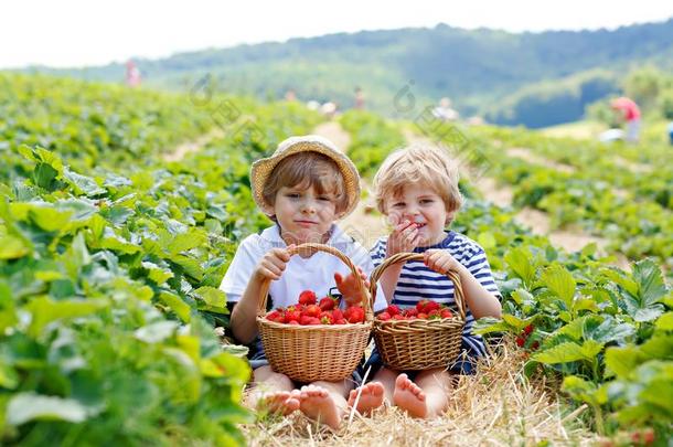 两个小的兄弟男孩向草莓农场采用夏
