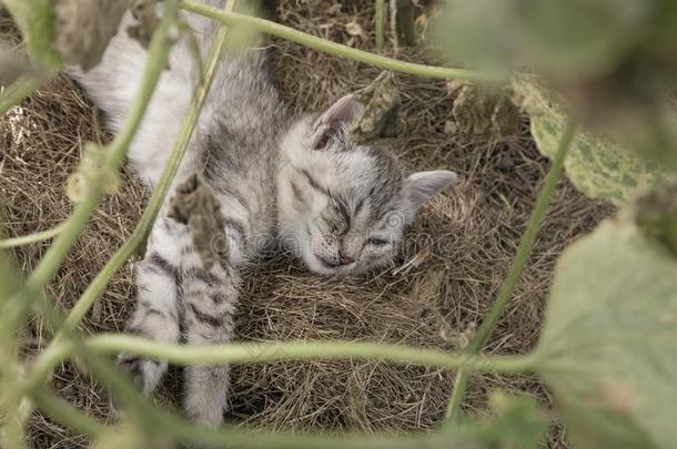 漂亮的小猫det.那个有<strong>结膜</strong>炎,说谎向地面在花园