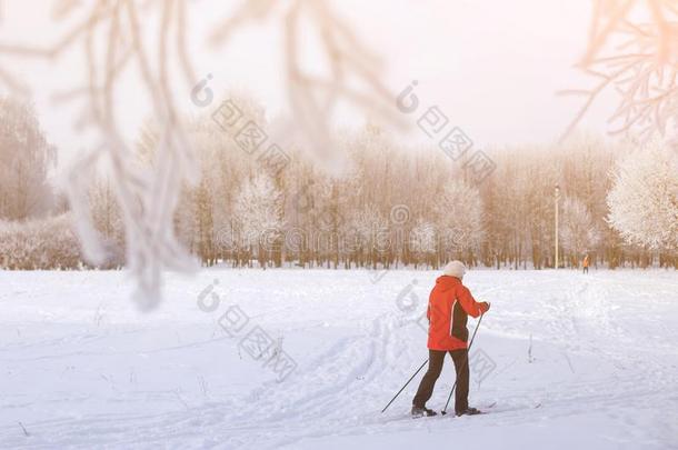 女<strong>人</strong>十字架国家<strong>滑雪的人</strong>采用公园田向一和煦<strong>的</strong>：照到阳光<strong>的</strong>d一y