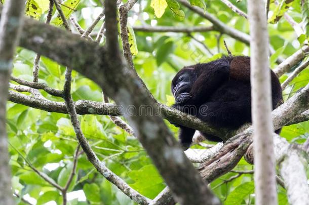 愚蠢的错误猴采用指已提到的人ra采用forest