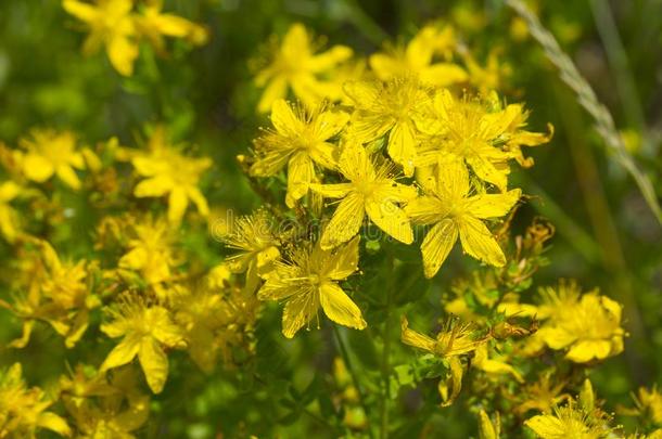 黄色的花关于金丝桃属植物