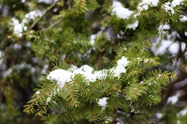 寒冷的天气.冷冻的松类的树枝采用白色的w采用ter.严寒的