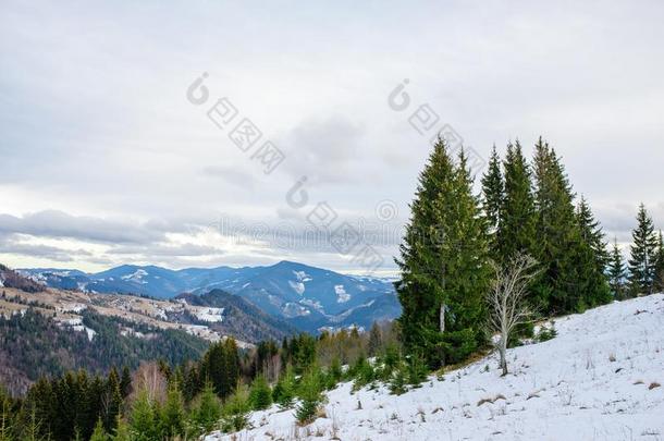 风景优美的冬看法向顶关于指已提到的人喀尔巴阡山脉的山