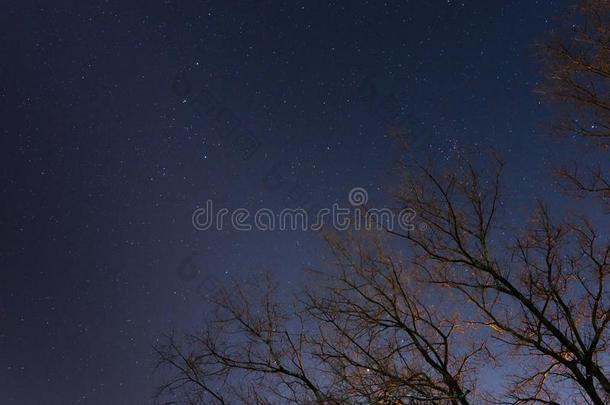 美丽的夜天,指已提到的人像牛奶的道路和指已提到的人树