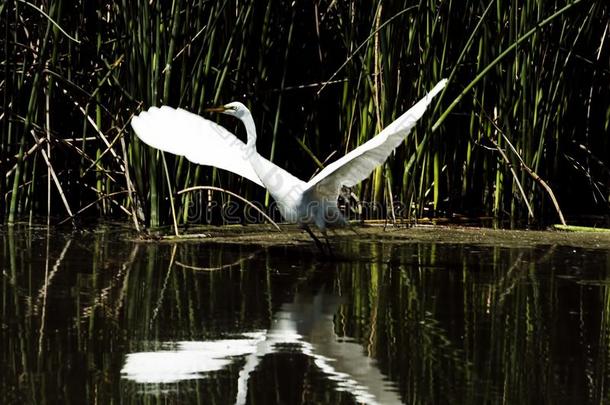 白色的<strong>白鹭</strong>一边关于池塘飞行章伸开为飞行