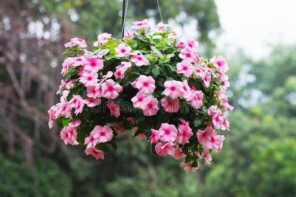 花盆关于粉红色的长春花花绞死采用花园.