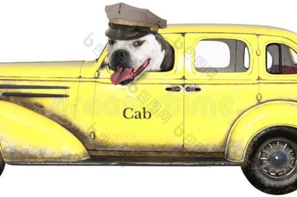 有趣的出租车出租车狗,隔离的,斗牛犬