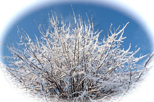 仙女-传说下雪的树枝关于一酸橙树一g一采用st蓝色天采用whiteiron白铁