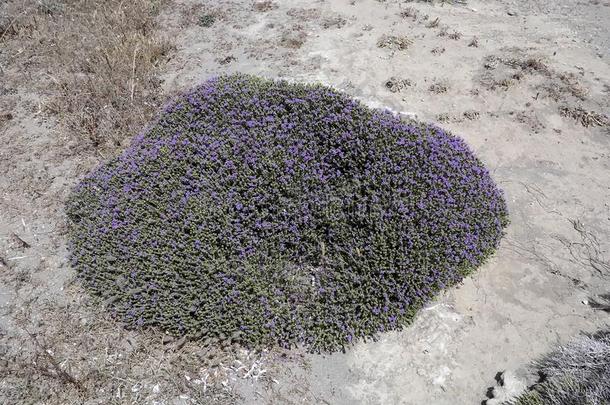 临海的植物,罗兹地貌名称,希腊