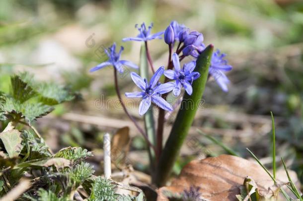绵枣儿属植物双玉兰蓝色花采用花,两个叶子虾蛄球根的flores花