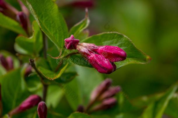 芽关于锦带花弗罗里达州红色的花采用植物学的公园.Blur红色的波黑