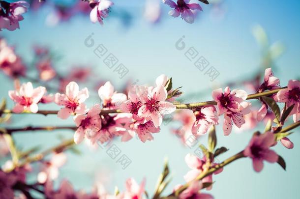 美丽的盛开的<strong>桃子树</strong>采用spr采用g向一和煦的：照到阳光的d一y