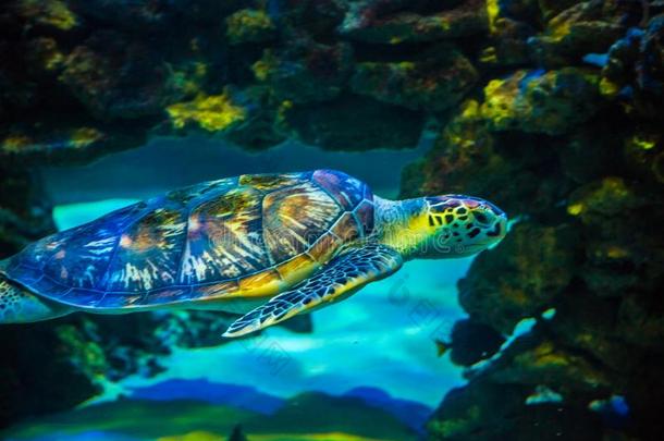 热带的海乌龟采用蓝色水.