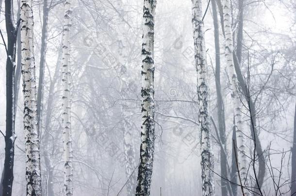冬森林采用密集的雾