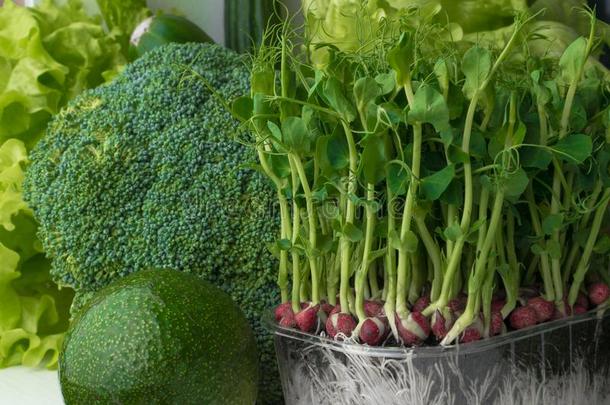 绿色的健康的个人简历蔬菜