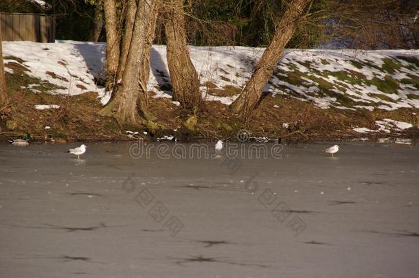 大量的采用使结冰霜湖,雪和白色的鸟