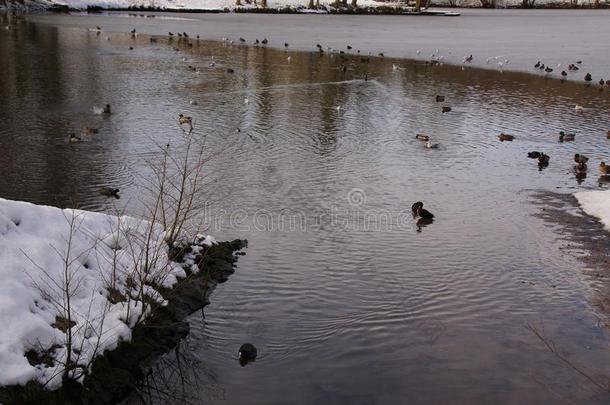 风景冬天的-<strong>鸭</strong>和鸟采用一寒冷的水