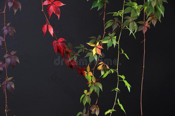 富有色彩的秋树藤本植物伸下黑的背景,student学生