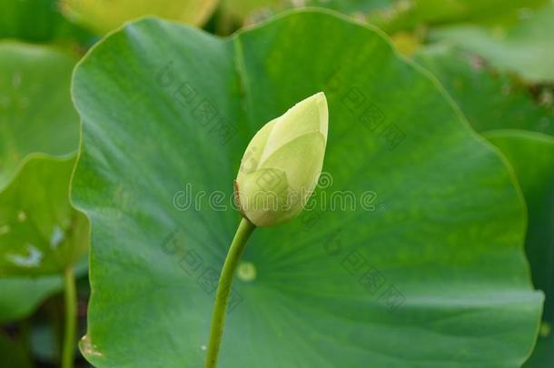 美国人莲花花芽和给装衬垫详述