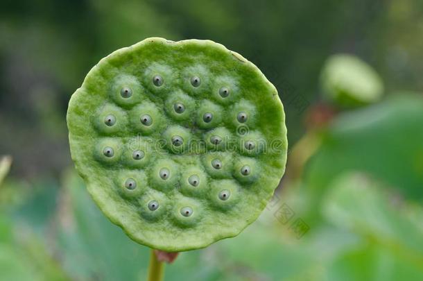 美国人莲花种子荚详述