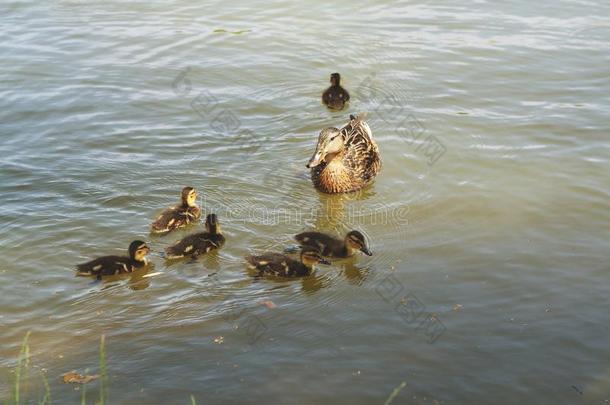 鸭子妈妈家庭后代湖游泳鸟