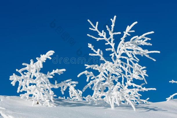 结晶霜状白糖树向蓝色天背景
