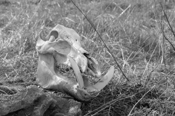 颅骨关于一野生的bo一r向一干的干燥的gr一ssb一ckground