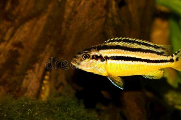 金黄色棘鳍类热带淡水鱼黑色素金黄色金色的姆布纳水族馆鱼