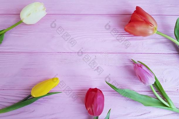 美丽的新鲜的郁金香浪漫的优美的<strong>早晨设计</strong>向一粉红色的